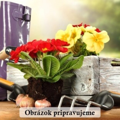 Mini Champ - súprava na domáce pestovanie hlivy ustricovej - Pleurotus ostreatus - sadivo - predaj - 1 ks