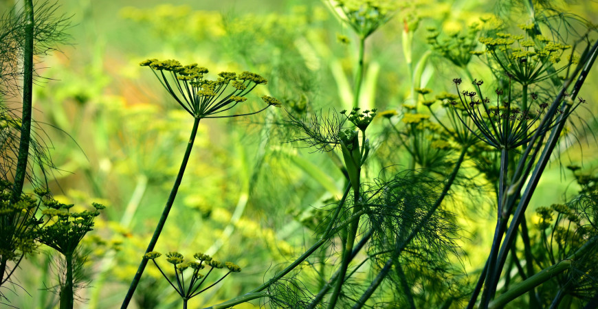 Vypestujte si doma aníz. Je korením i bylinkou s liečivými účinkami