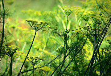 Vypestujte si doma aníz. Je korením i bylinkou s liečivými účinkami