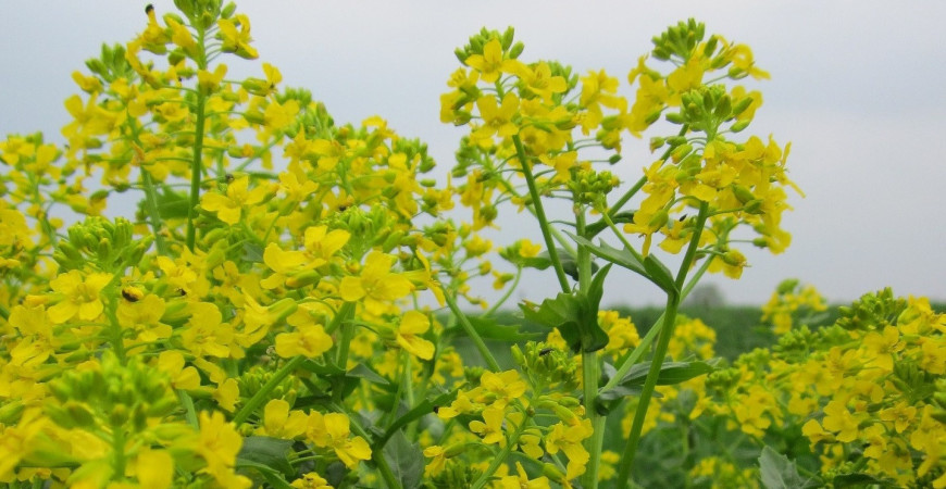 Bylinka svätej Barbory – barborka