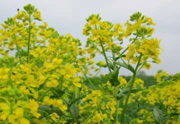 Bylinka svätej Barbory – barborka