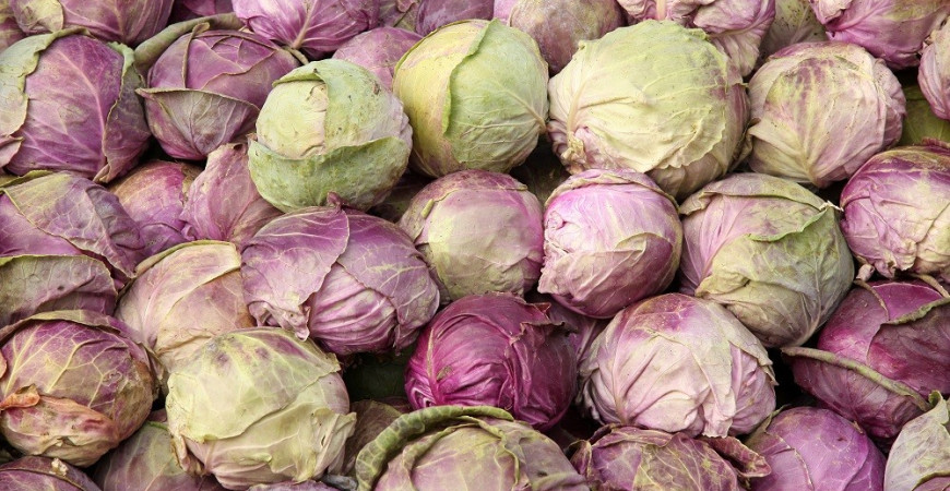 Tip na vitamíny v zime – ružičkový kel