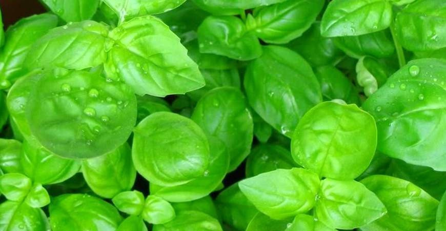 Abeceda byliniek – bazalka