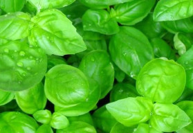 Abeceda byliniek – bazalka