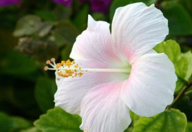 Ibištek - izbová rastlina i ker pre vonkajšie pestovanie