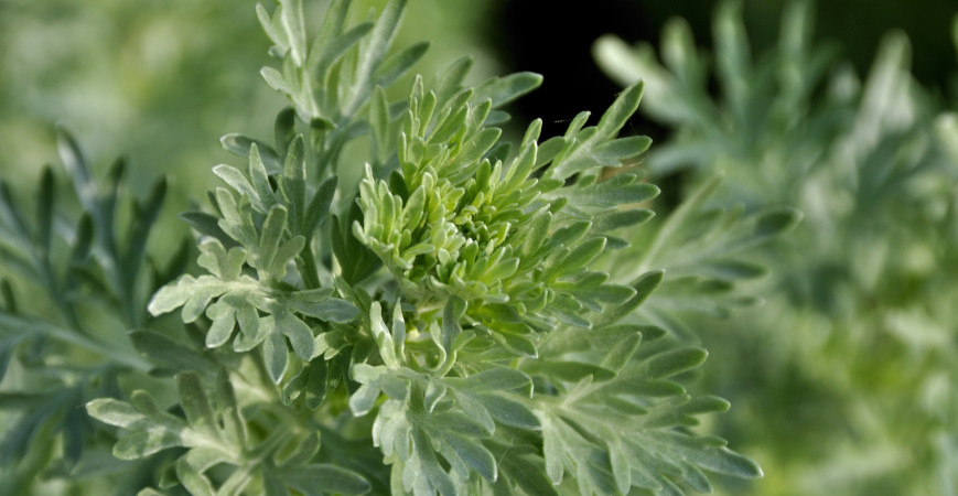 Abeceda byliniek – palina