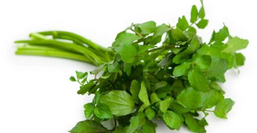 Abeceda byliniek – potočnica lekárska