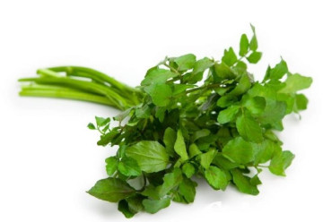 Abeceda byliniek – potočnica lekárska