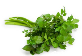 Abeceda byliniek – potočnica lekárska