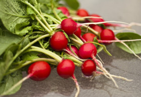 Reďkovky a okrúhlice zaplavia prázdne miesta po skorej zelenine