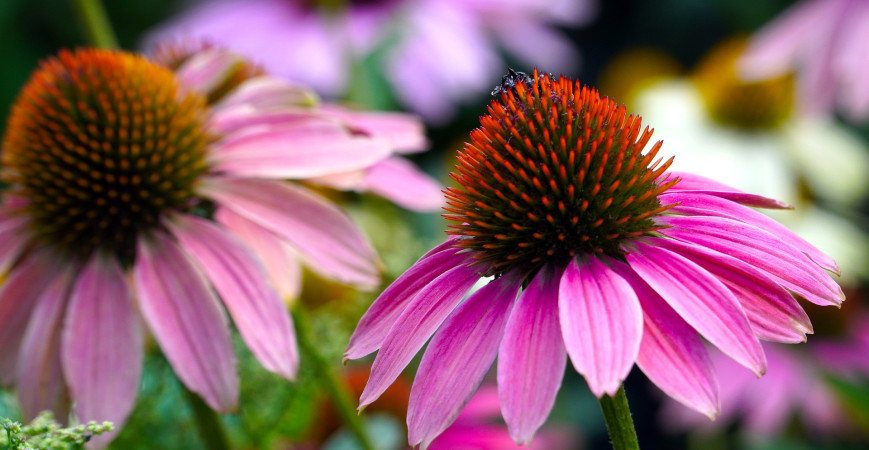 Neskôr kvitnúce letné záhony. Čo na ne vysadiť?