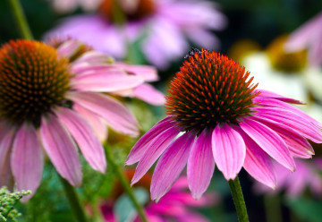 Neskôr kvitnúce letné záhony. Čo na ne vysadiť?