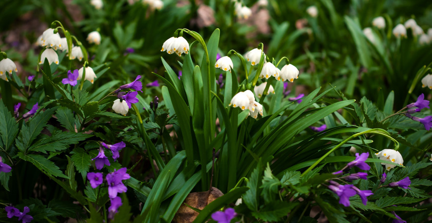 Cibuľoviny kvitnúce na jar a jeseň treba vysadiť už teraz