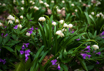 Cibuľoviny kvitnúce na jar a jeseň treba vysadiť už teraz