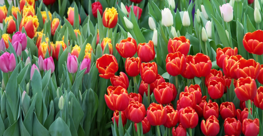 Tulipán, kráľ cibuľovín. Ako ich správne pestovať?