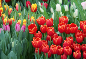 Tulipán, kráľ cibuľovín. Ako ich správne pestovať?