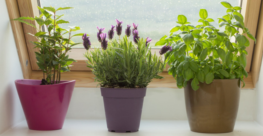 Je tu jeseň. Čo s bylinkami, aby ich bol dostatok i v zimných mesiacoch?