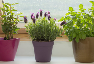 Je tu jeseň. Čo s bylinkami, aby ich bol dostatok i v zimných mesiacoch?