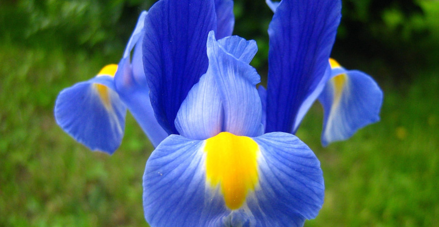Na jar spestria záhradky i menej nápadné cibuľoviny – kosatce, puškínie, modravky a iné