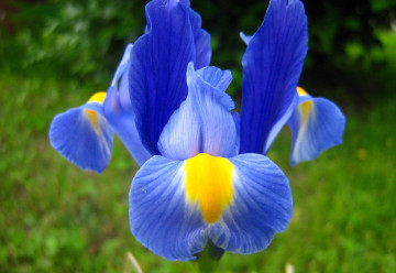 Na jar spestria záhradky i menej nápadné cibuľoviny – kosatce, puškínie, modravky a iné