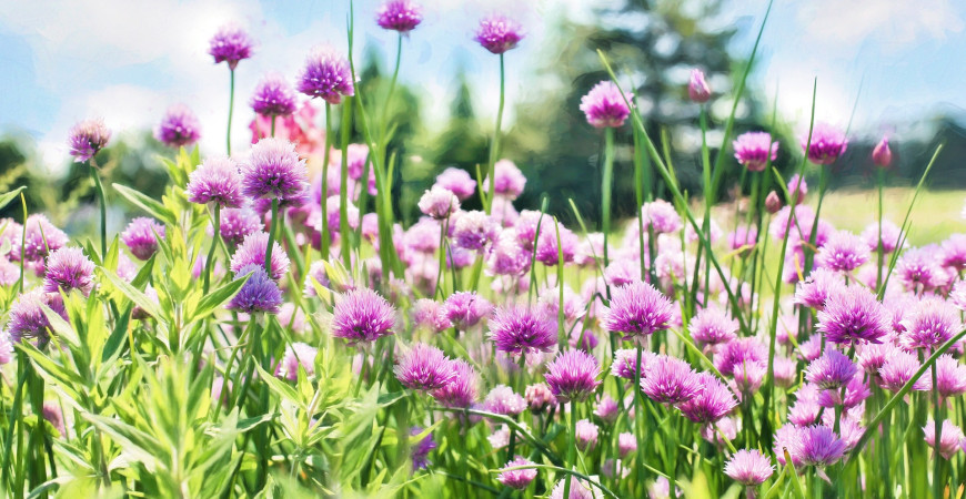 Vedeli ste, že i pažítka je cibuľovou zeleninou? (časť 2.)