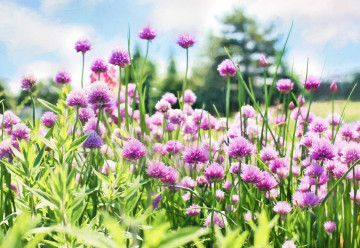 Vedeli ste, že i pažítka je cibuľovou zeleninou? (časť 2.)