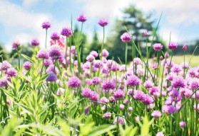 Vedeli ste, že i pažítka je cibuľovou zeleninou? (časť 2.)