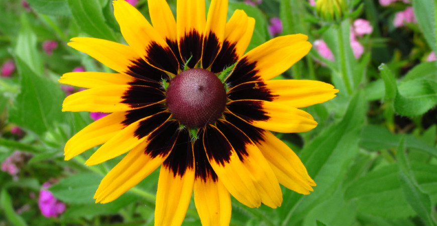 Majstri v dĺžke kvitnutia - rudbekie, echinacey, astry a ďalšie, ozdobia i jesennú záhradu.