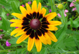 Majstri v dĺžke kvitnutia - rudbekie, echinacey, astry a ďalšie, ozdobia i jesennú záhradu.