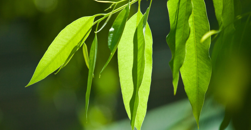Eukalyptus môžete doma pestovať celoročne