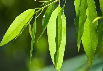 Eukalyptus môžete doma pestovať celoročne