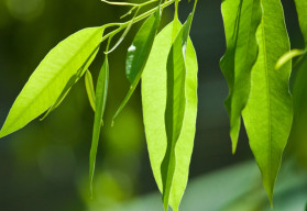 Eukalyptus môžete doma pestovať celoročne