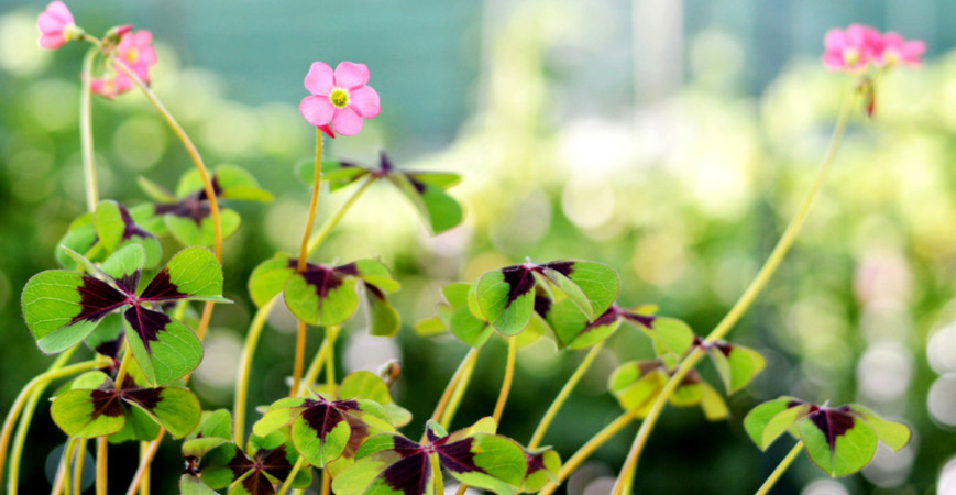 Vypestujte si svoj štvorlístok pre šťastie