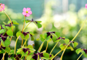 Vypestujte si svoj štvorlístok pre šťastie