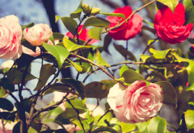 Pestovanie ruží zo semien