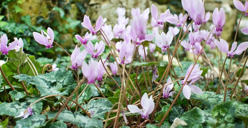 Elegantné cyklámeny – ako ich pestovať, aby kvitli celú zimu?