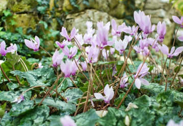Elegantné cyklámeny – ako ich pestovať, aby kvitli celú zimu?