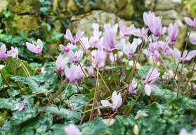 Elegantné cyklámeny – ako ich pestovať, aby kvitli celú zimu?