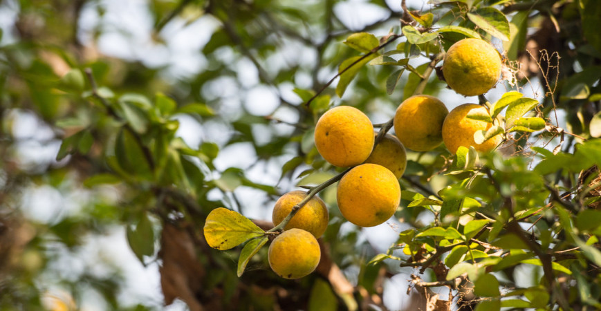 Citrónovníkovec trojlistý, možno pestovať po celý rok aj v našich podmienkach 