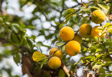 Citrónovníkovec trojlistý, možno pestovať po celý rok aj v našich podmienkach 
