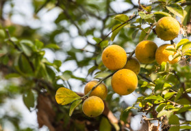 Citrónovníkovec trojlistý, možno pestovať po celý rok aj v našich podmienkach 