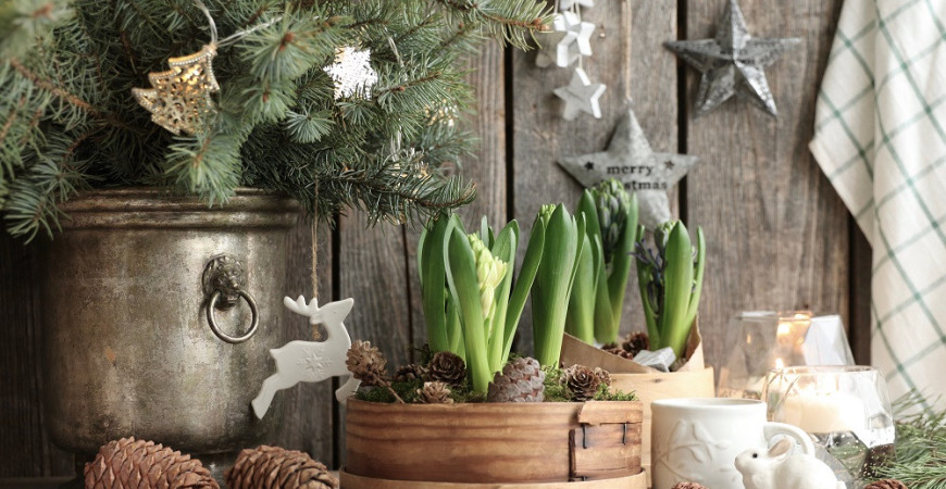 Aj v zimnom období vás môžu tešiť kvitnúce rastliny 