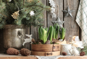 Aj v zimnom období vás môžu tešiť kvitnúce rastliny 