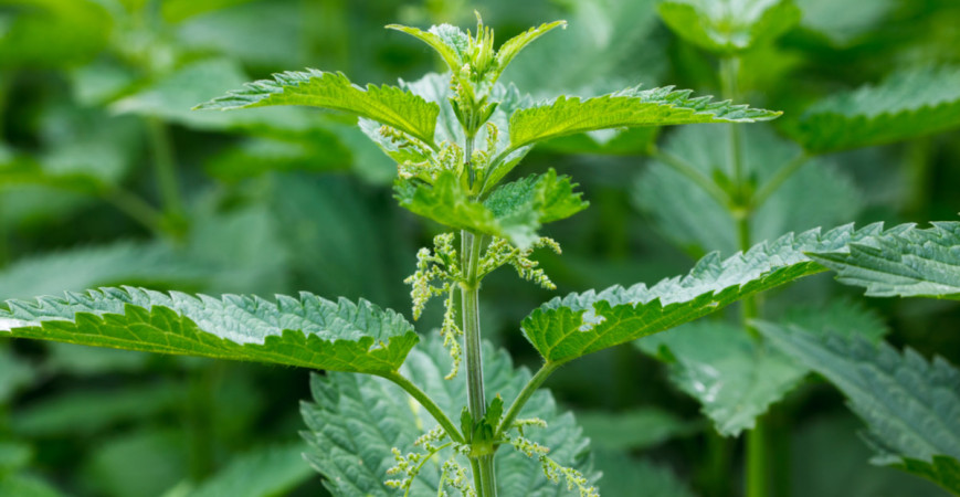 Štíhla línia s bylinkami, skúste nielen stéviu