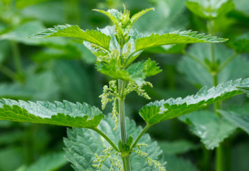 Štíhla línia s bylinkami, skúste nielen stéviu