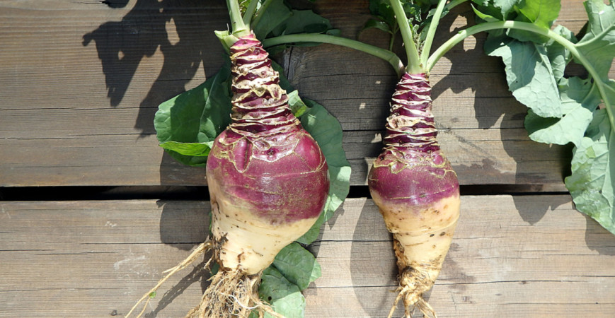 Kvaka - v minulosti zaháňala hlad, dnes je ideálna pri redukčných diétach 