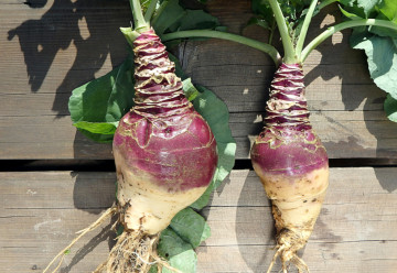 Kvaka - v minulosti zaháňala hlad, dnes je ideálna pri redukčných diétach 