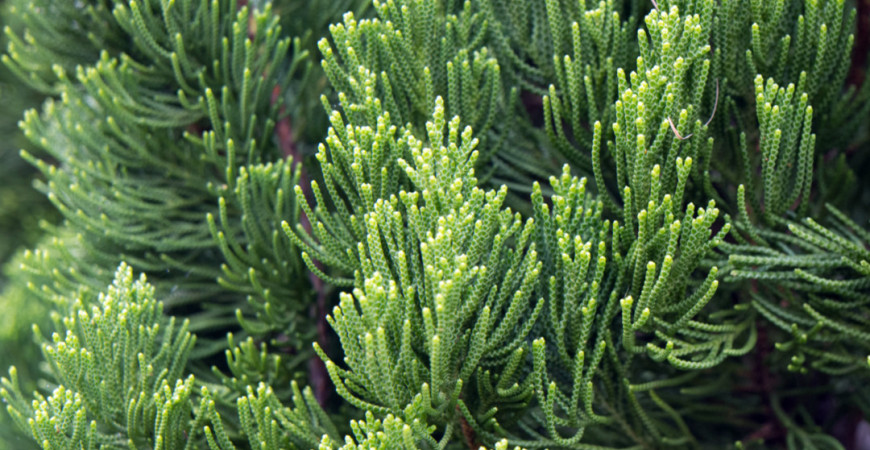 Vyskúšajte prírodné lieky: jalovec a borievka