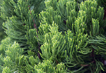 Vyskúšajte prírodné lieky: jalovec a borievka