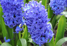 Privítajte jar modrou farbou - vyjadruje harmóniu, upokojuje telo aj myseľ